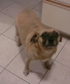 Peanut