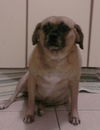 Peanut