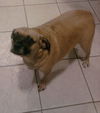 Peanut
