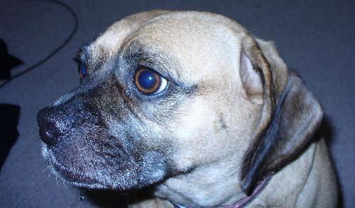 Peanut
