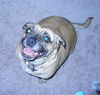 Peanut