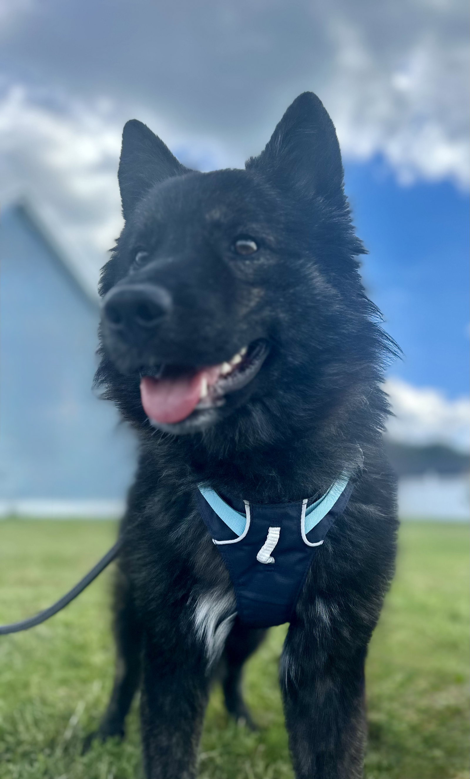 Ebenezer, Kai Dog