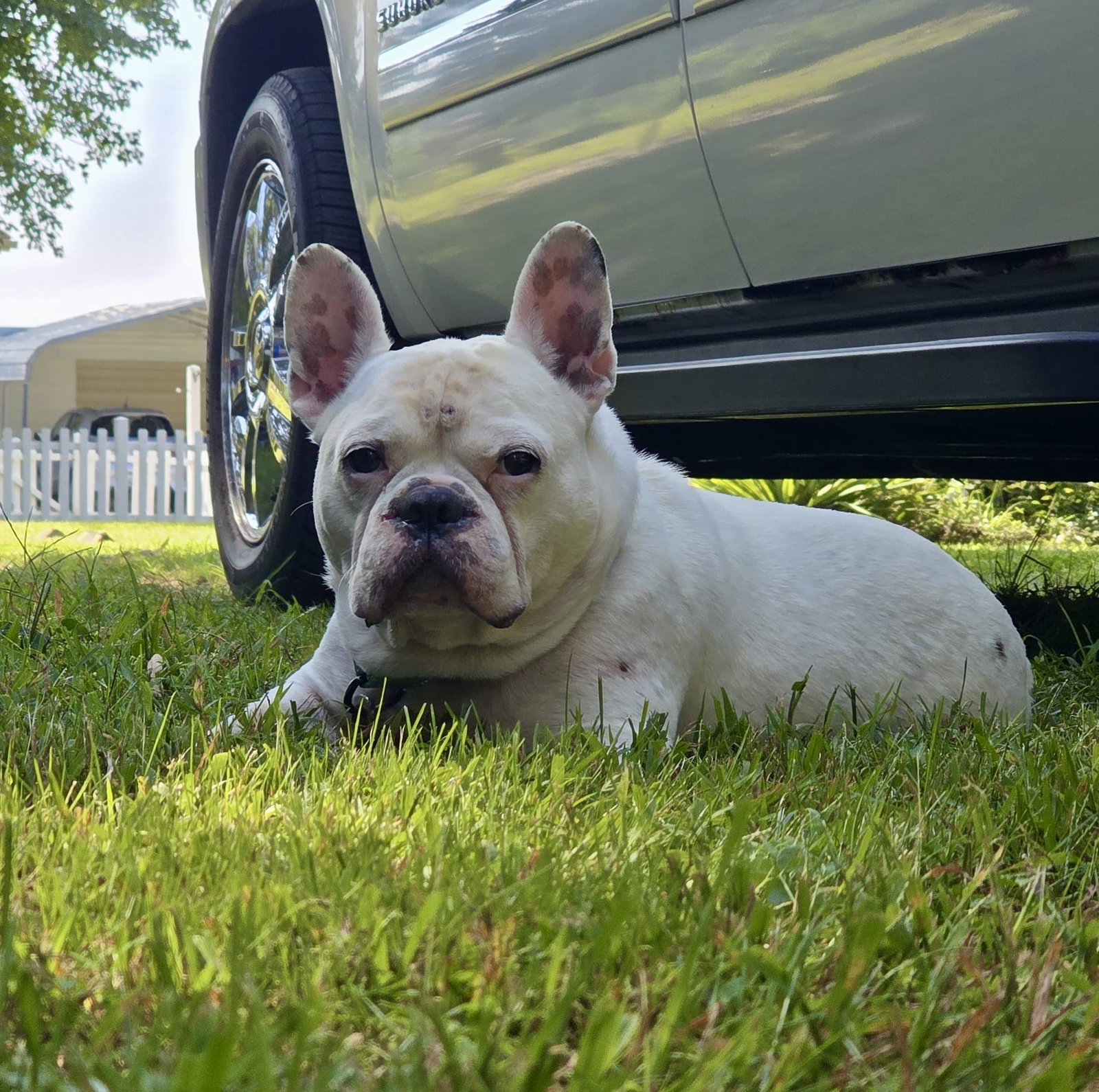 Oliver - Needs Foster, photo 8