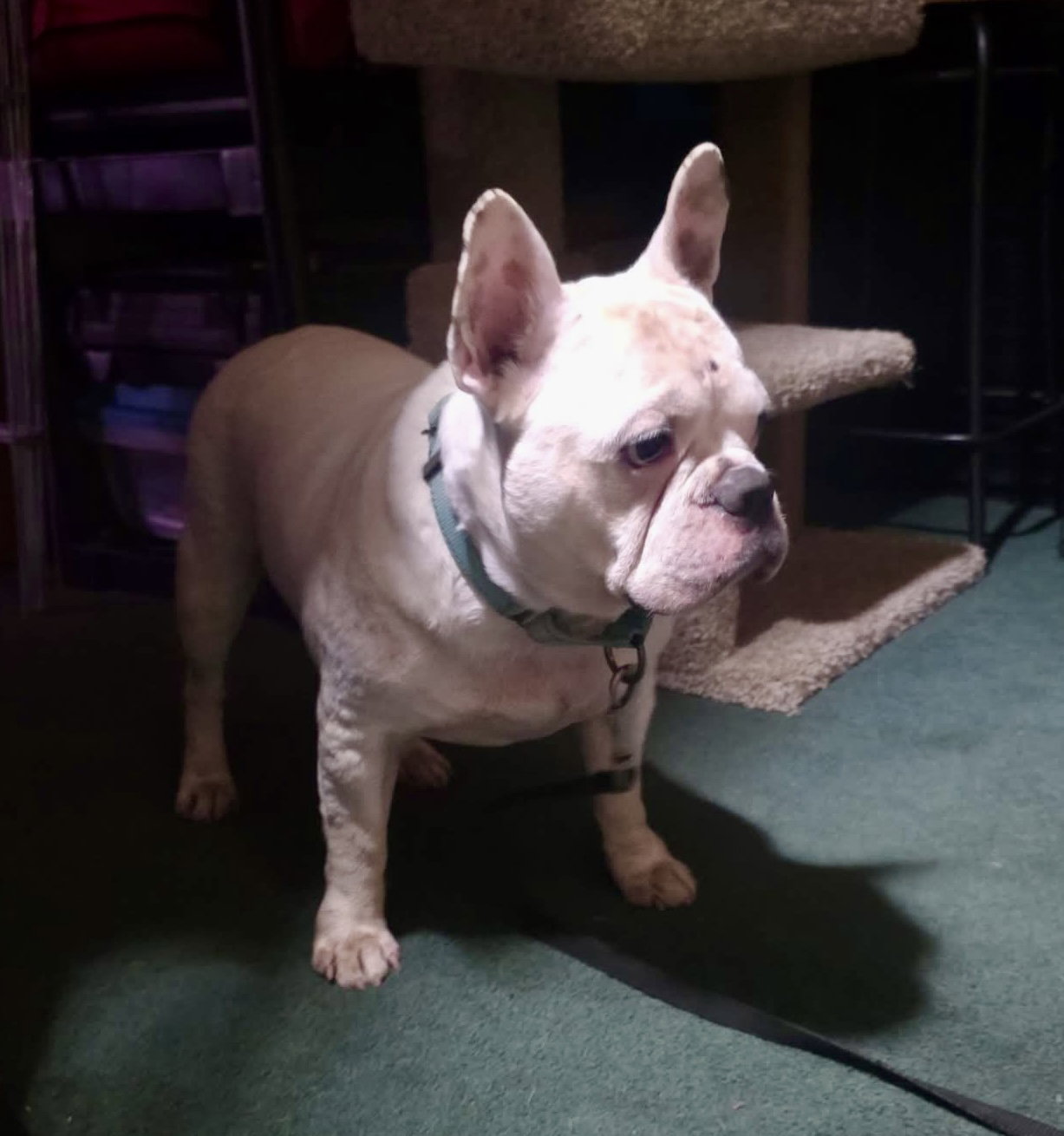 Oliver - Needs Foster, photo 10