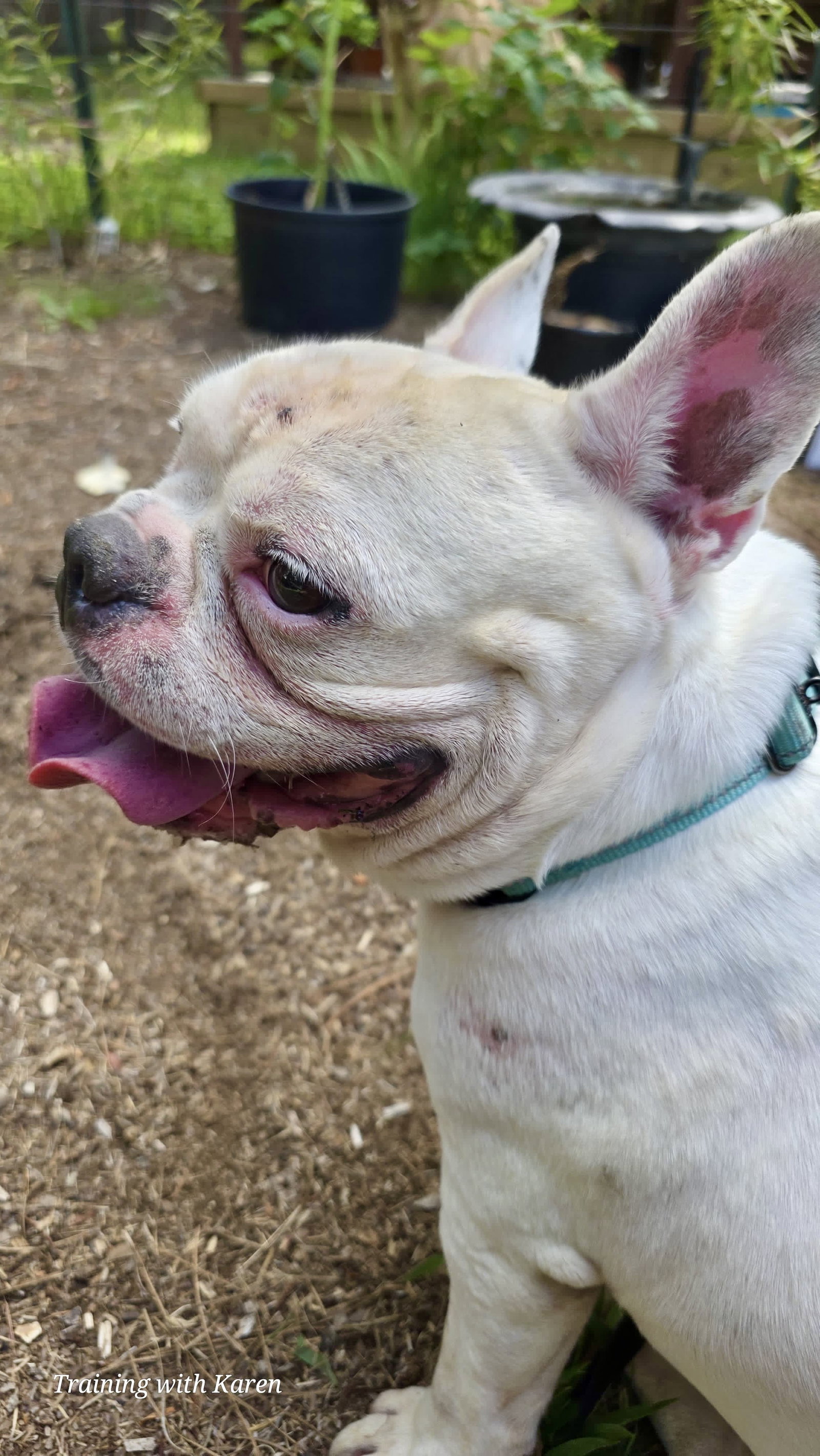 Oliver - Needs Foster, photo 11