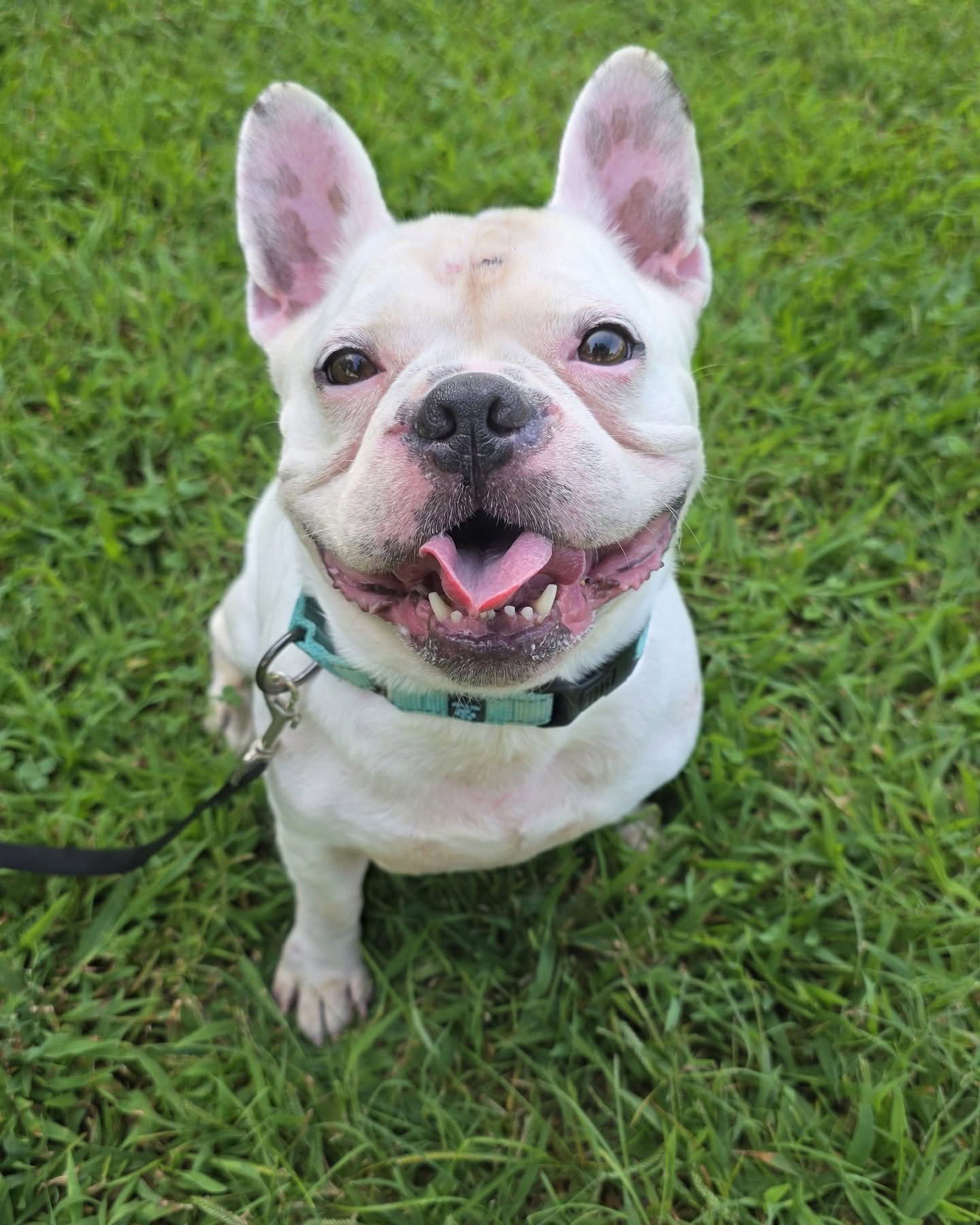 Oliver - Needs Foster, photo 12