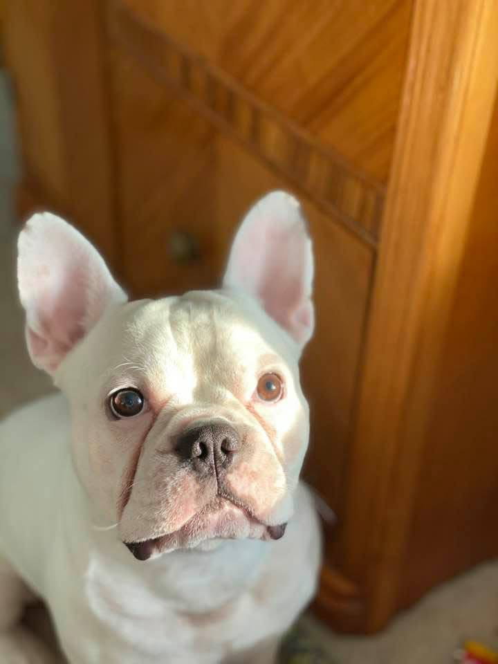Oliver - Needs Foster, photo 13