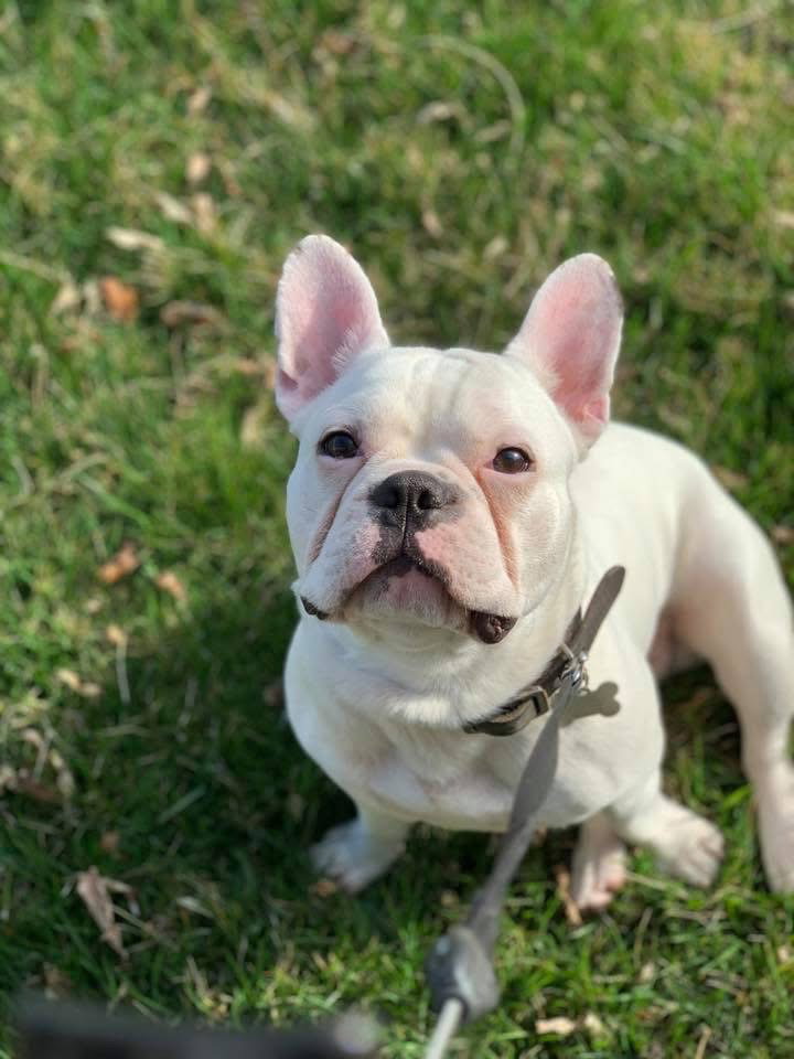 Oliver - Needs Foster, photo 14