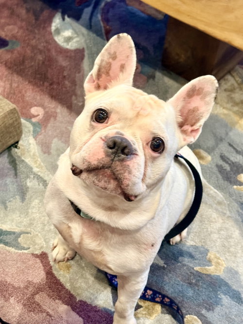 Oliver - Pending, a dog for adoption from Paws of Tomorrow, Inc.
