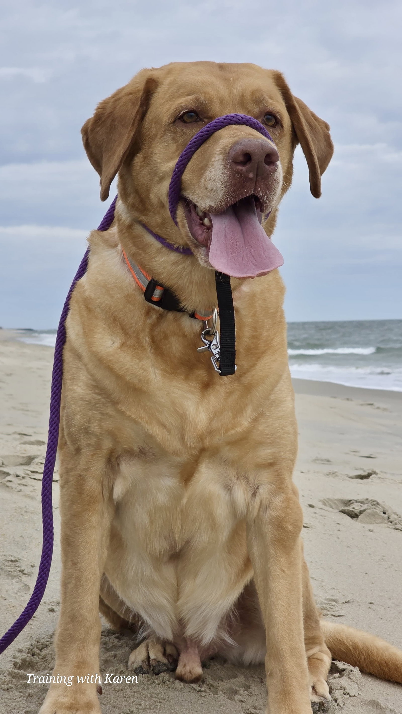Turbo - Pending, Labrador Retriever