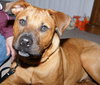 Marley - ADOPTED!