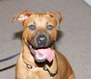 Marley - ADOPTED!