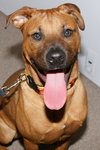Marley - ADOPTED!