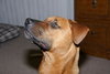 Marley - ADOPTED!