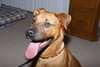 Marley - ADOPTED!