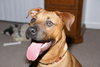 Marley - ADOPTED!