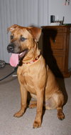 Marley - ADOPTED!