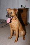 Marley - ADOPTED!