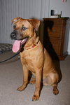 Marley - ADOPTED!