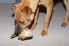 Marley - ADOPTED!
