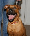 Marley - ADOPTED!