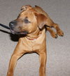 Marley - ADOPTED!