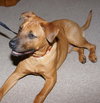 Marley - ADOPTED!