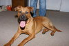 Marley - ADOPTED!
