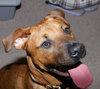 Marley - ADOPTED!