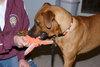 Marley - ADOPTED!