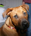 Marley - ADOPTED!