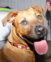 Marley - ADOPTED!