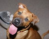 Marley - ADOPTED!