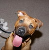 Marley - ADOPTED!