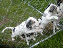 Puppies