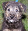 Scamp-Adopted