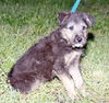 Scamp-Adopted