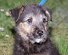 Scamp-Adopted