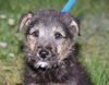Scamp-Adopted