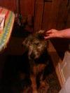Scamp-Adopted
