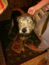 Scamp-Adopted