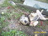 Scamp-Adopted