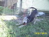 Scamp-Adopted