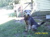 Scamp-Adopted