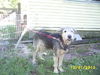 Scamp-Adopted