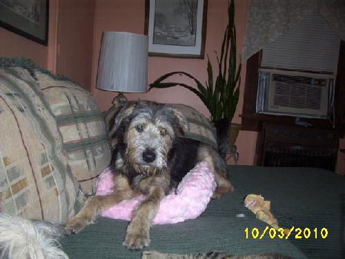 Scamp-Adopted