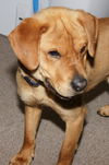 Winston