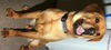 Winston