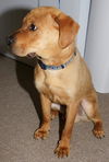 Winston