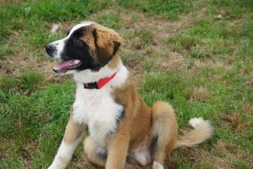 St bernard border collie best sale mix puppies